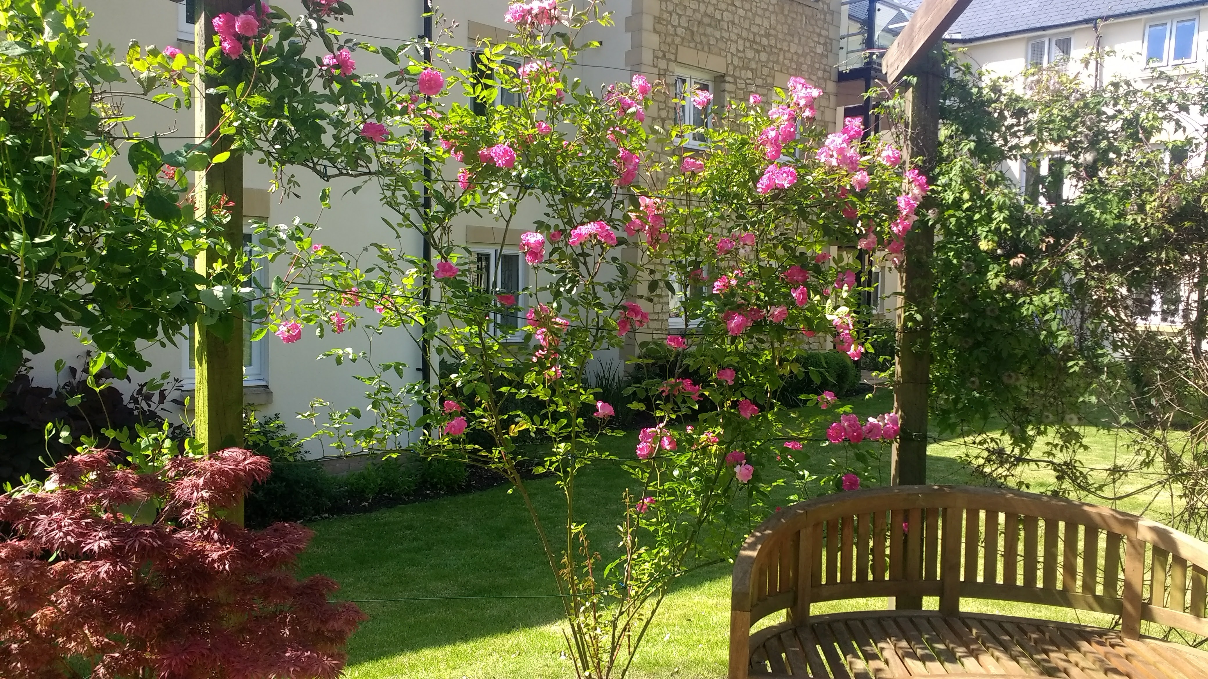 Specialist pruning of climbing rose
