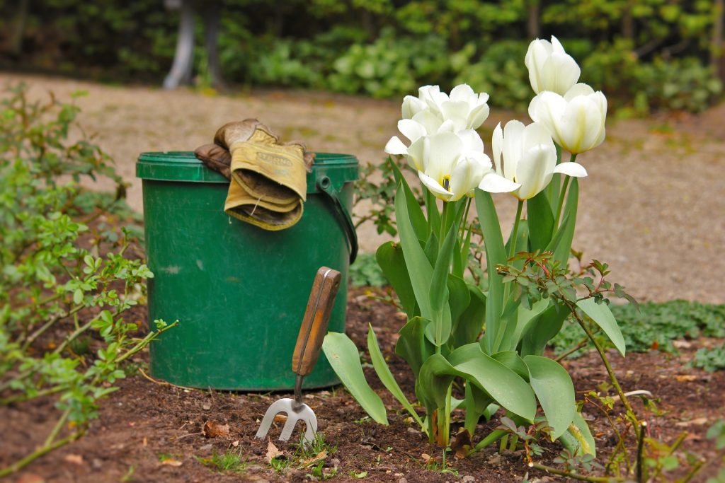 gardening tools and white tulips