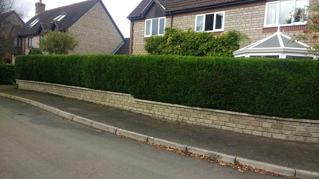 neatly trimmed hedge